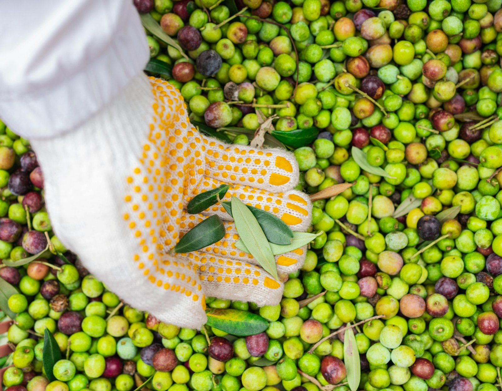 Olivezza - Celiller Köyü, Hatay